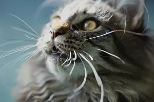 Cat Prints: Lion Kitten