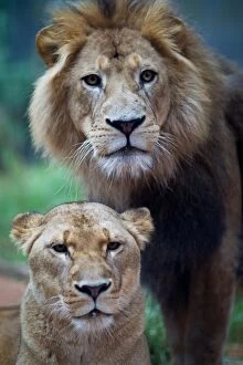 Images Dated 28th September 2014: Lion and Lioness
