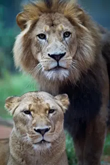 Lion and Lioness