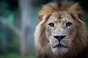 Alertness Prints: Lion stare