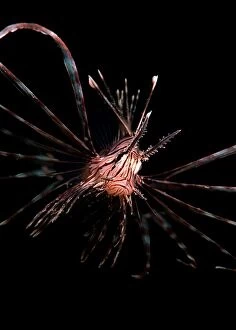 Alastair Pollock Collection: Lionfish at night