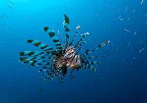 Alastair Pollock Collection: Lionfish with school of fish