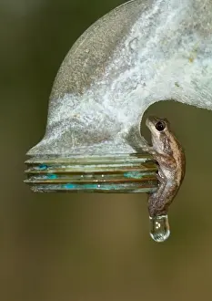 Litoria rubella - Berry Springs, NT