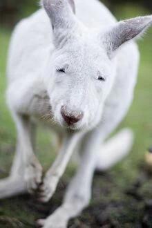 Kangaroo Collection: Little albino