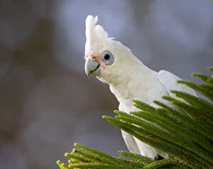 Images Dated 10th April 2021: Little Corella in a tree