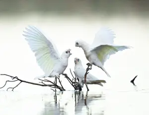 Lea Scaddan Prints: Little Corellas dispute