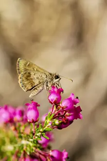 Prints of Little Darter Butterfly on a heather flower Louise Docker Photography Prints: Little Darter Butterfly on a heather flower