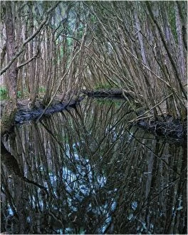 Images Dated 8th March 2011: Little Grassy creek reflections, King Island, Bass Strait, Tasmania