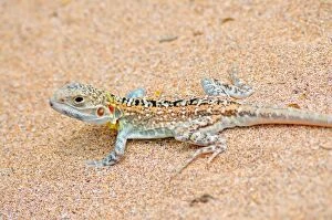 Images Dated 1st May 2016: Little lizard