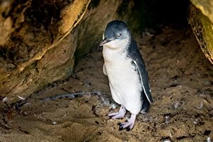 Images Dated 18th January 2016: Little Penguin