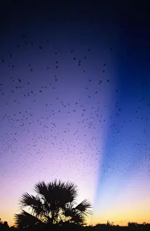 Ted Mead Landscape, Nature And Wildlife Photography Prints: Little red flying foxes (Pteropus scapulatus) in flight at dusk