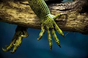 Images Dated 1st May 2016: Lizard claws