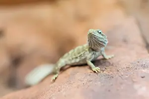 Lizard Closeup