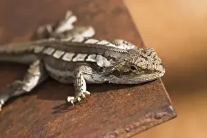 Lying Down Prints: Lizard on tracker plow