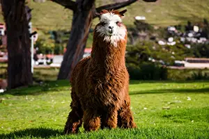 LLama at Libertador Lake Titicaca, Puno, Peru, South America