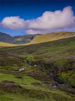 Images Dated 27th May 2021: Loch Tay district, Eastern Highlands, Scotland
