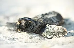 Loggerhead sea turtle hatchling