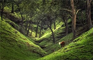 Images Dated 29th August 2011: A lone cow grazes away contentedly in a vale near Cascade bay, Norfolk Island