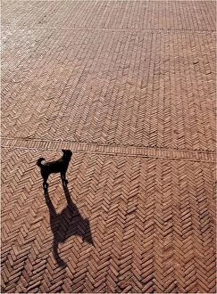 Images Dated 2nd March 2013: Lone dog and its shadow in Bhaktapur, Nepal