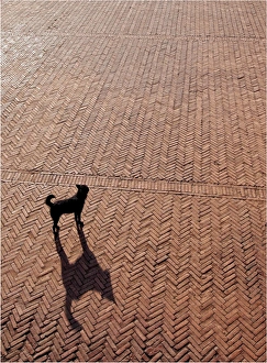 Lone dog and its shadow in Bhaktapur, Nepal Lone dog and its shadow in Bhaktapur, Nepal