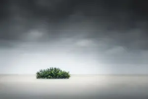 Lone mangrove