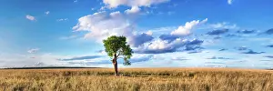 Lone Tree