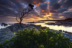 A lonely tree at The Bay of Fires, Tasmania, Australia