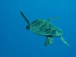 Lonely Turtle