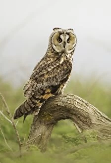 Images Dated 23rd May 2014: Long-eared Owl (Asio otus)