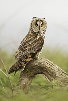Long-eared Owl (Asio otus) Long-eared Owl (Asio otus)