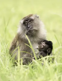 Kristian Bell Photography Prints: Long-tailed Macaque (Macaca fascicularis)
