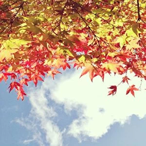 Images Dated 7th May 2014: Looking up at autumn leaves towards blue sky