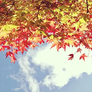 Jodie Griggs Prints: Looking up at autumn leaves towards blue sky
