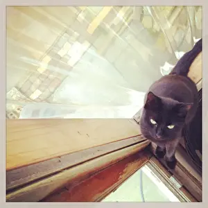 Looking Up Prints: Looking down at black cat sitting beside a window