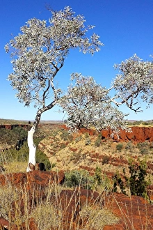 Grasses Prints: Looking across the gorges of Karijini National Park in Western Australia