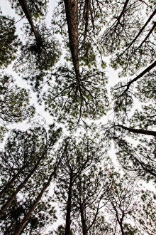 Images Dated 6th December 2018: Looking up through the treetops