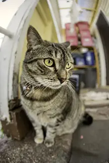 The Lord of the Manor