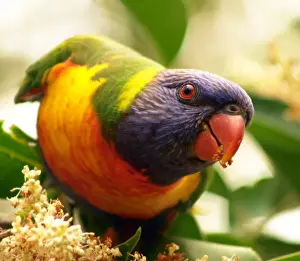 Prints of Rainbow Lorikeet, bird, tree, leaves, eating, Australian Native Bird Rainbow Lorikeet Prints: A lorikeet in a tree