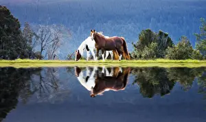 Love - Reflection