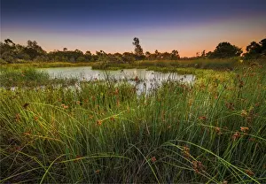 The lovely wetlands at Hidden Grove, Keysborough South, Melbourne, Victoria, Australia