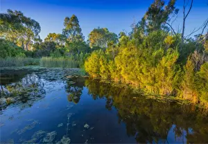 The lovely wetlands at Hidden Grove, Keysborough South, Melbourne, Victoria, Australia