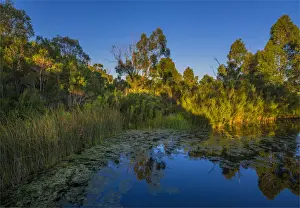 The lovely wetlands at Hidden Grove, Keysborough South, Melbourne, Victoria, Australia