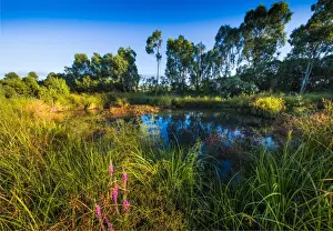 Images Dated 28th February 2017: The lovely wetlands at Hidden Grove, Keysborough South, Melbourne, Victoria, Australia