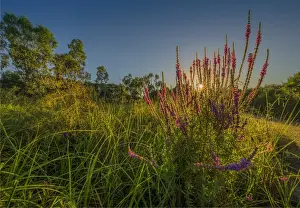 The lovely wetlands at Hidden Grove, Keysborough South, Melbourne, Victoria, Australia