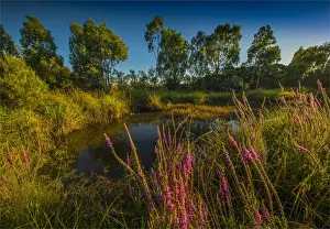 Images Dated 28th February 2017: The lovely wetlands at Hidden Grove, Keysborough South, Melbourne, Victoria, Australia