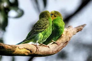 Artie Ng Prints: Loving Budgerigars