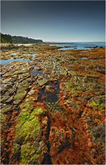 Tide Prints: Low tide at Flinders, Western port bay, Victoria, Australia