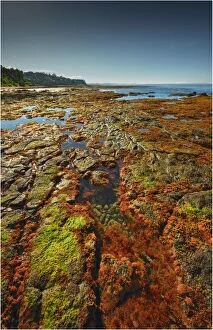 Images Dated 7th January 2013: Low tide at Flinders, Western port bay, Victoria, Australia
