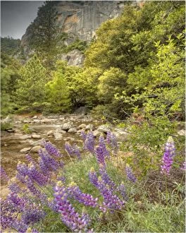 Images Dated 26th May 2012: Lupins in spring, California, USA