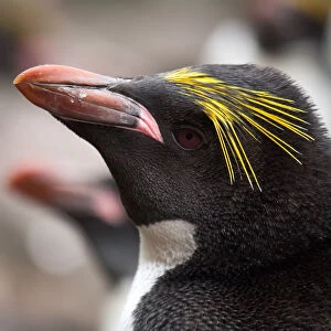 Images Dated 21st January 2014: Macaroni Penguin portrait